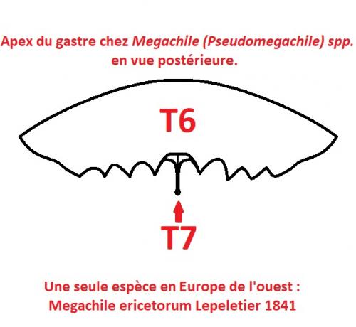 Megachile ericetorum